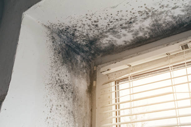 Affordable Mold Cleanup solutions in Syosset, NY
